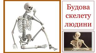 Скелет людини
