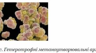 Опорний конспект на тему "Різноманітність прокаріот"