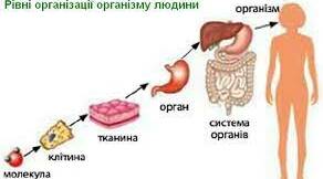 Організм людини як біологічна система