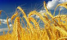 Як та Чим Підживити Озиму Пшеницю | Поради відТетра Агро