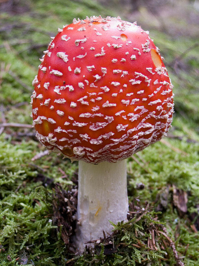 0301h6ae-a90a-640x853.jpg