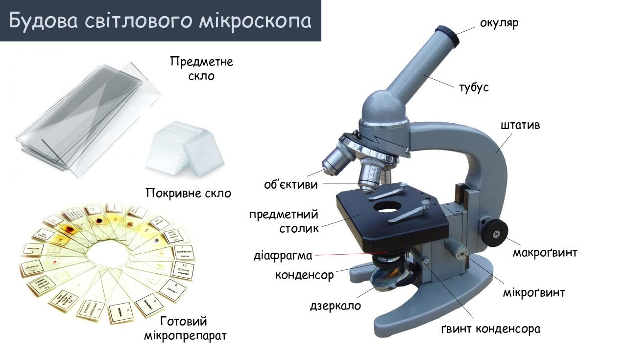 Презентація "Практична робота 2. Виготовлення мікропрепаратів шкірки ...
