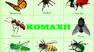 Плакат "Комахи" (А3 формату)