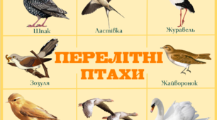 Плакати "Перелітні птахи" та "Зимуючі птахи"