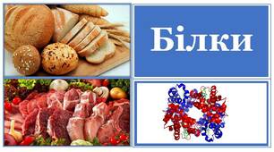 Презентація на тему "Білки"