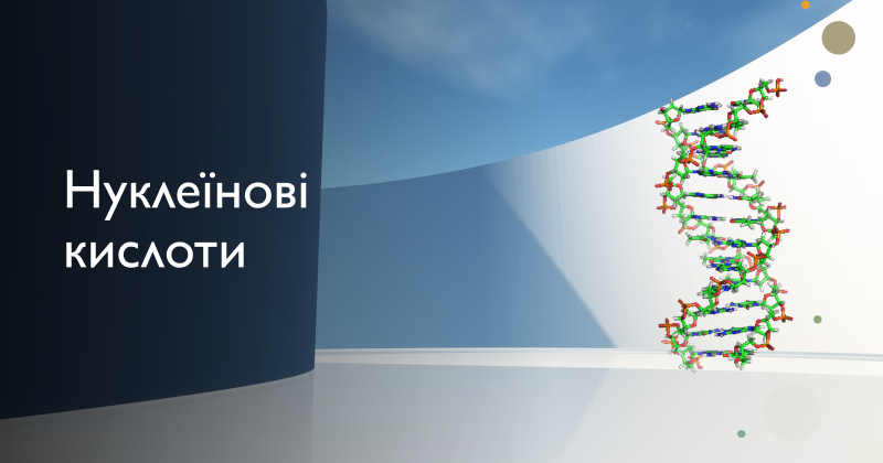 Нуклеїнові кислоти. ДНК. РНК. Будова та функції нуклеїнових кислот ...