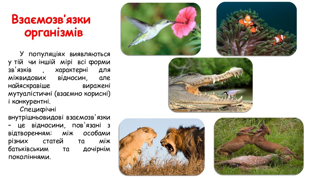 У популяціях виявляються у тій чи іншій мірі всі форми зв'язків , характерні для міжвидових відносин, але найяскравіше виражені мутуалістичні (взає...
