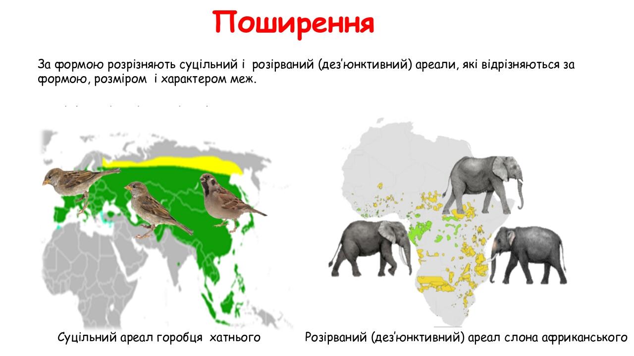 Поширення За формою розрізняють суцільний і розірваний (дез’юнктивний) ареали, які відрізняються за формою, розміром і характером меж. Суцільний ар...