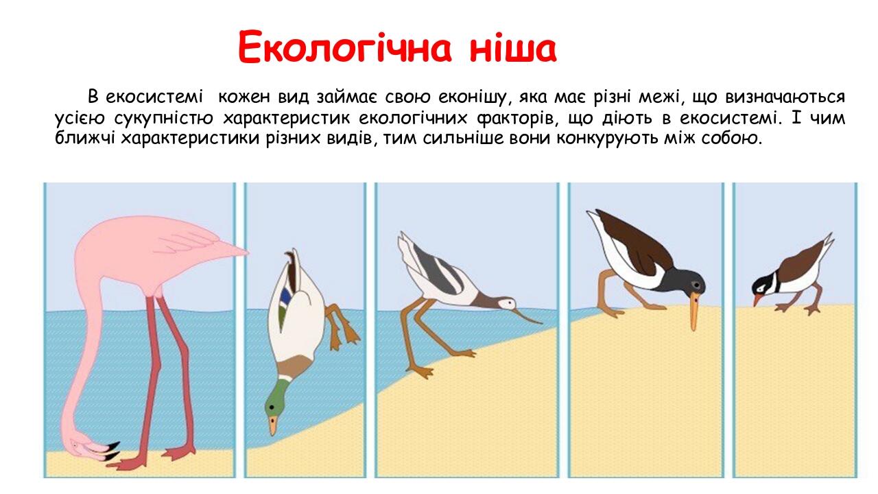 Екологічна ніша В екосистемі кожен вид займає свою еконішу, яка має різні межі, що визначаються усією сукупністю характеристик екологічних факторів...