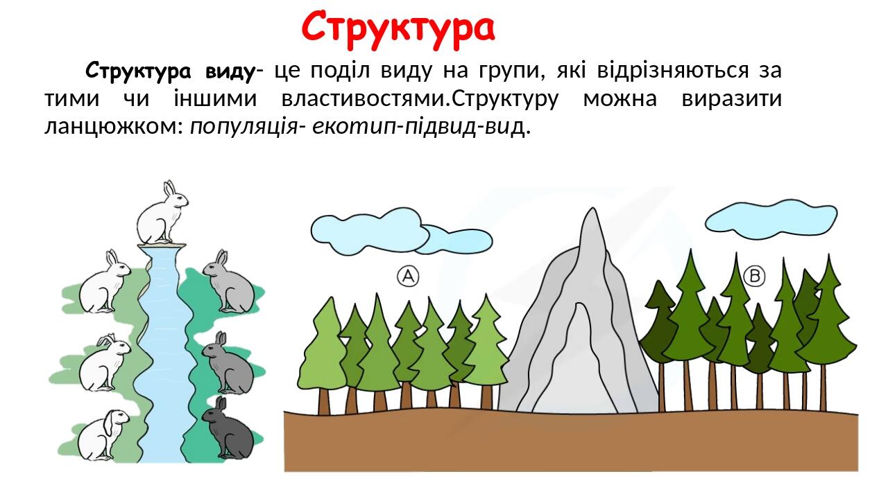Структура Структура виду- це поділ виду на групи, які відрізняються за тими чи іншими властивостями.Структуру можна виразити ланцюжком: популяція- ...