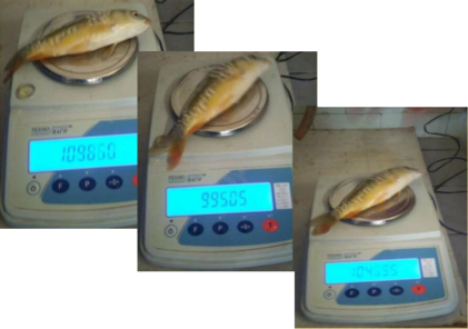 0301ijuf-abba-421x296.png