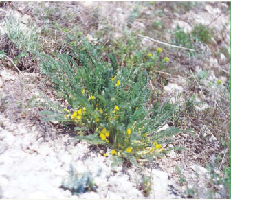 Астрагал Геннінга (Astragalus henningii (Steven) Boriss. (incl. A. novoascanicus Klokov, A. buchtormensis auct. non Pall.))