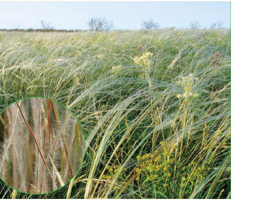Ковила найкрасивіша (Stipa pulcherrima K. Koch (S. grafiana Steven))