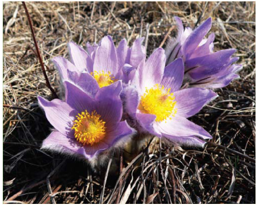 Сон великий (Pulsatilla grandis Wender. (Anemone grandis (Wender.) Kerner, A. polonica Błocki, P. grandis Wender. subsp. polonica (Błocki) Aichele et Schwegler, P. halleri (All.) Willd. subsp. grandis (Wender.) Meikle, P. vulgaris Mill. subsp. grandis (Wender.) Zamels)