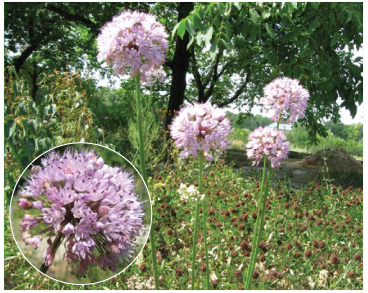 Цибуля лінійна (Allium lineare L. (A. tortuosum Willd. ex Schult. et Schult.f.; Porrum lineare (L.) Raf.))