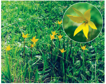 Тюльпан дібровний (Tulipa quercetorum Klokov et Zoz (T. biebersteiniana Schult.f. s.l.))