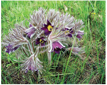 Сон лучний (сон чорніючий, сон богемський) (Pulsatilla pratensis (L.) Mill. s.l. (incl. P. bohemica (Skalický) Tzvelev = P. pratensis (L.) Mill. subsp. bohemica Skalický; P. dacica (Rummelsp.) Tzvelev; P. donetzica Kotov; P. nigricans auct. non Stöerck, nom. illeg.; P. ucranica (Ugr.) Wissjul.))