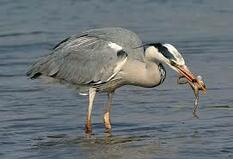 Чапля сіра (Ardea cinerea) :: Пернаті друзі, птахи України, орнітологія ::