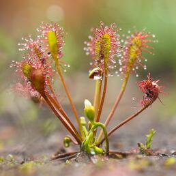 РОСЯНКА (DROSERA) - УХОД, ОПИСАНИЕ И СОДЕРЖАНИЕ - ArtPlants