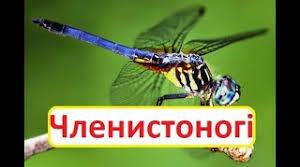Загальна характеристика Членистоногих