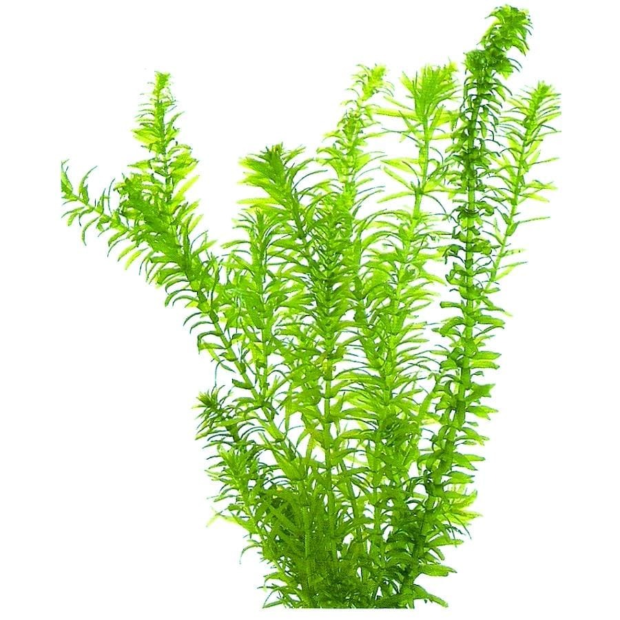 Элодея канадская (Elodea canadensis) | содержание, размножение