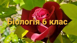 Основні властивості клітини (ріст, поділ)