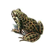 0301jszp-4c21-221x204.png