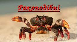 Ракоподібні. 7 клас НУШ