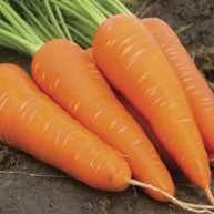0301kcxu-7d34-940x940.png