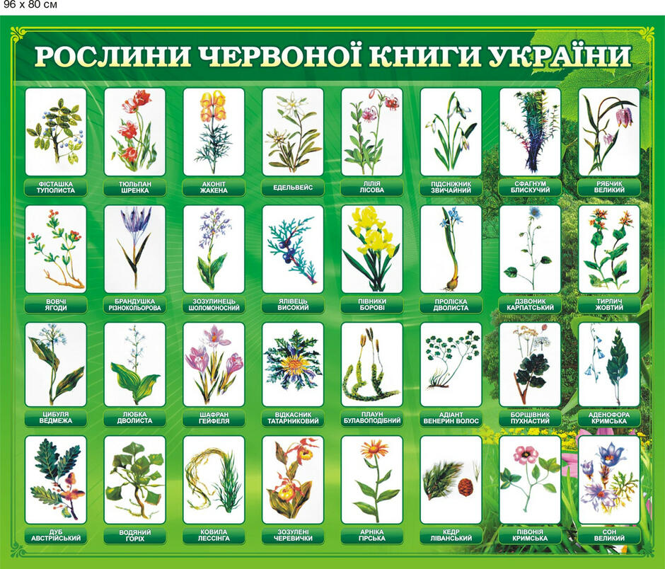 Стенд в біологічний кабінет Рослини Червоної книги України. 96х80х0,3 см.,  цена 490 грн - Prom.ua (ID#236779094)