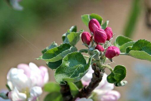 Бесплатные фото Apple