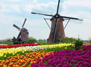 7 мільйонів тюльпанів розквітли в Голландії - Tochka.net