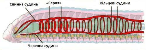 кровоносна система червів.jpg