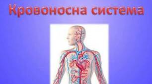 Урок з природознавства "Кровоносна система"