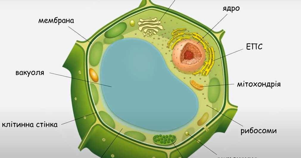 Яка клітина. Клітина. Клітина рослини. Будова рослинної клітини. Будова клітини рослини.
