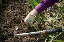 How To Get Rid Of Weeds In Mulch Beds?