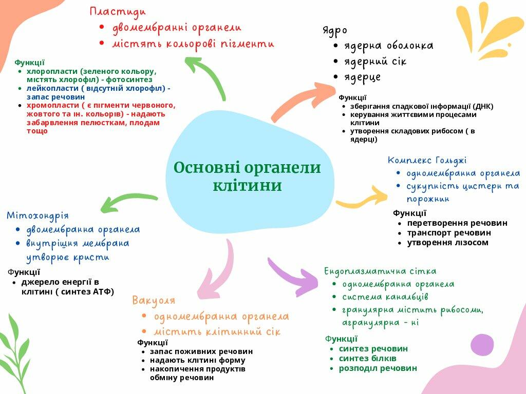Ментальна карта "Основні органели клітини" ( 6 клас) | Інші методичні ...