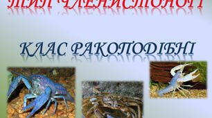  Тема: "Ракоподібні"