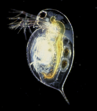 0301le0n-56f5-200x228.png