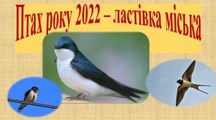 Презентація "Ластівка міська - птах року 2022"