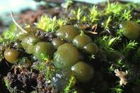 Грунтові водорості » Харківський національний аграрний університет ім. В.В. Докучаєва