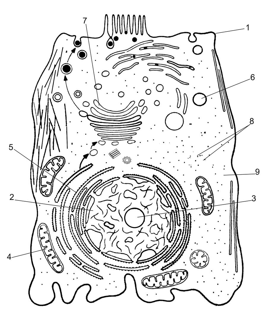 0301lsv5-29aa-940x1054.jpg