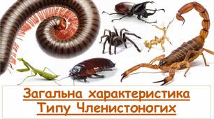 Презентація на тему " Загальна характеристика типу Членистоногих "