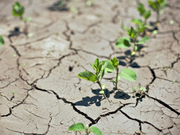 Plants Can Die During A Warm Summer