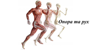 Опора і рух
