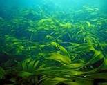 Морські водорості впливають на світовий клімат – Цікавості