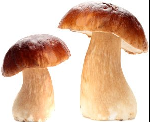 0301m7xa-6e0f-298x242.png