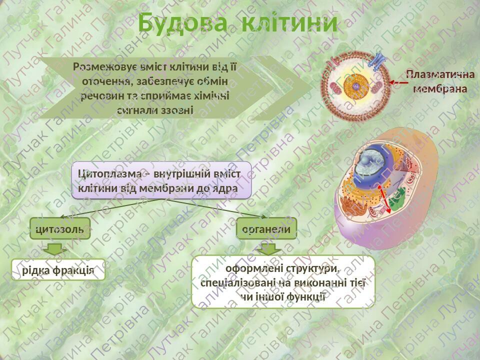 Презентація "Структура еукаріотичної клітини" | Презентація. Біологія