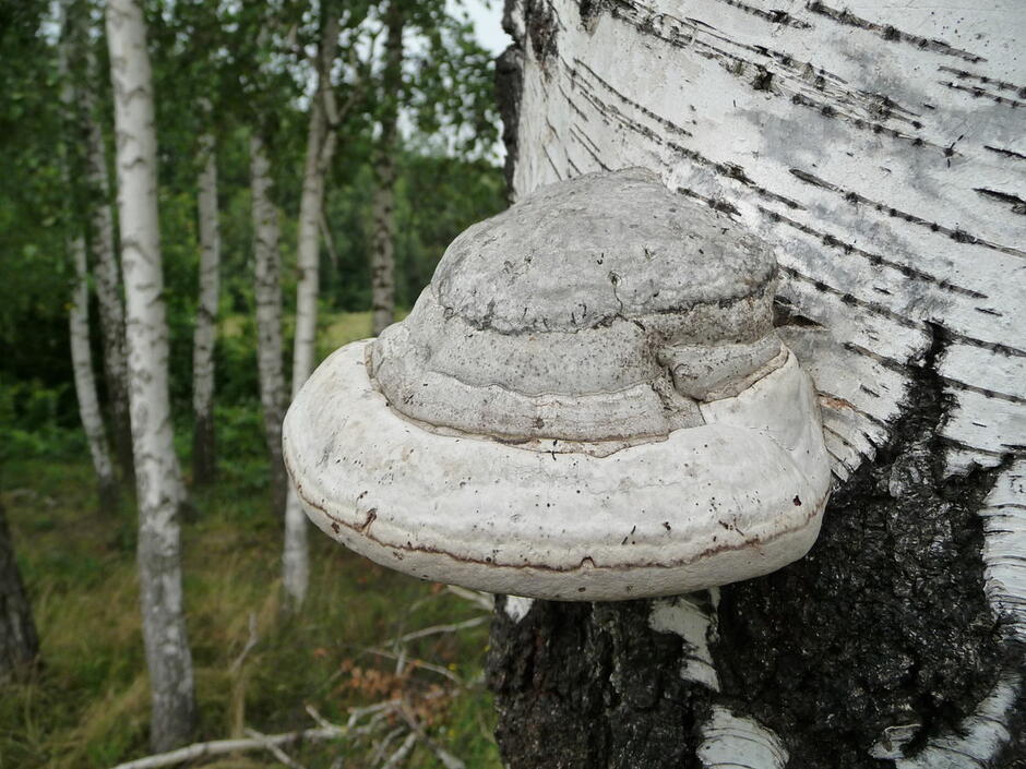 0301mbvl-231c-940x705.jpg