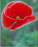 0301mg1r-e425-199x243.png